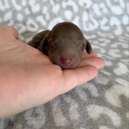 Latte - Chocolate female Dachshund puppy in Stamford, Texas from West Texas Miniature Dachshunds
