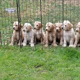 Goldendoodle Puppies from Goldhaly Peach Doodles