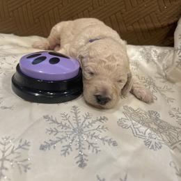 Angel - White female Poodle puppy in Mobile, Alabama from Semmy’s Standard Poodle LLC