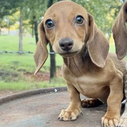 Hank - Red male Dachshund puppy in Luther, Oklahoma from LutherLongDogs