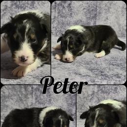 Shetland Sheepdog Puppies from Henotic Homestead's Shetland Sheepdogs