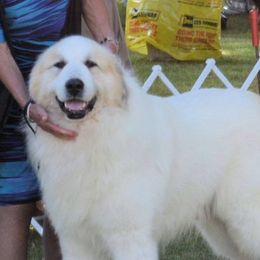 Great Pyrenees from Nancy Carr's Great Pyrenees