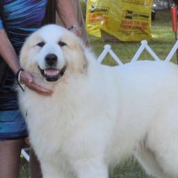 Great Pyrenees from Nancy Carr's Great Pyrenees