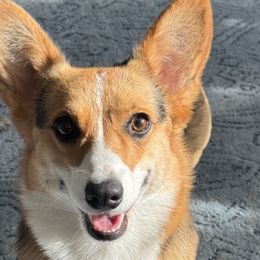 Bunny - Pembroke Welsh Corgi