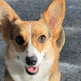 Bunny - Pembroke Welsh Corgi