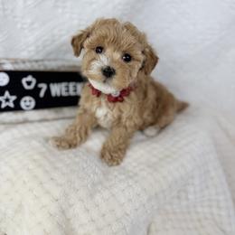 Maroon - Apricot female Poodle puppy in Florida from Adorable Toy-Miniature Poodles