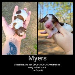 Myers - Piebald male Dachshund puppy in Quitman, Mississippi from S-and-A Kennels
