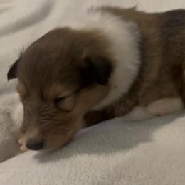 Donner - Sable and white male Collie puppy in Morocco, Indiana from Collegiate Bassets and Rheign Collies
