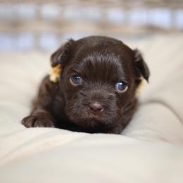 Briar - Liver female Shihpoo puppy in Nickelsville, Virginia from The Teddybear Shihpoo