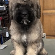 Bouvier des Flandres Puppies from SLR Kennels