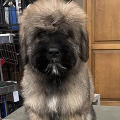 Bouvier des Flandres Puppies from SLR Kennels