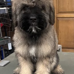 Bouvier des Flandres Puppies from SLR Kennels