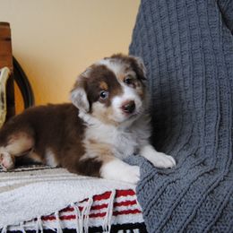 Australian Shepherd, Cavalier King Charles Spaniel, and Cavapoo Puppies from Dogwood & Sassafras Companions