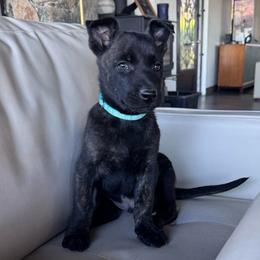 Enzo - Gold brindle male Dutch Shepherd puppy in San Diego, California from TecK9s