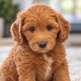 May - Black female Goldendoodle puppy in Point, Texas from Tiny Paws Goldendoodles