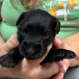 Glory - Black female Miniature Schnauzer puppy in Alexandria, Indiana from Wiggin SVF Miniature Schnauzers