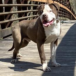 Alapaha Blue Blood Bulldog puppies from Eclipse Alapaha Kennels