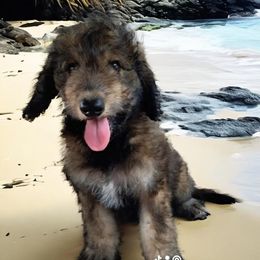 Aussiedoodle Puppies from Rothsolid Puppies