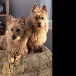 Australian Terrier Puppies from Merrigang Australian Terriers