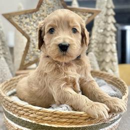 Charlie Brown (Black Collar) - Cream male Goldendoodle puppy in Bay City, Texas from Charming Doods