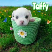Taffy - White female Mal-Shi puppy in Belleville, Michigan from Michigan Maltese Puppies