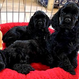 Cocker Spaniels and Pomeranians from Hillside kennels