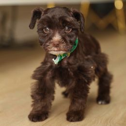 Nola Beignet - Liver Miniature Schnauzer puppy in New Orleans, Louisiana from R3 Schnauzers