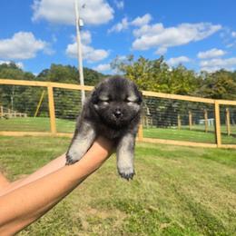 Ariel - Wolfgray and black female Keeshond puppy in Logan, Ohio from Hocking Hills Keeshonds