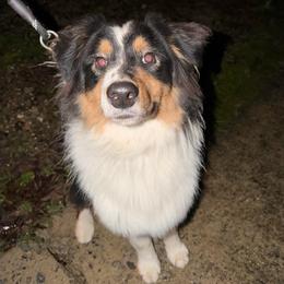 Ladd - Black tri-color male Australian Shepherd puppy in Anniston, Alabama from All Hale Aussies