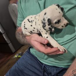 Girl 1 - White and black female Dalmatian puppy in New York, New York from Drake's Dalmatians