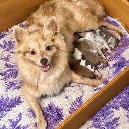 Boy b - Blue male Pomeranian puppy in Knoxville, Tennessee from Thea's Puppies