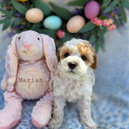 Mariah - female Cavapoochon puppy in Bullard, Texas from Cavapoochon Central LLC