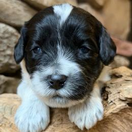 Rose ( Pink Collar) - Black and chalk female Australian Labradoodle puppy in Mount Gilead, North Carolina from Tillery Labradoodles