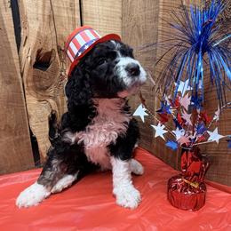 Girl 3 - Sable female Aussiedoodle puppy in Lavonia, Georgia from H & A Kennels