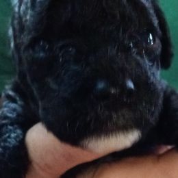 Girl 2 - female Cavapoo puppy in Salisbury, North Carolina from Carolina Canines