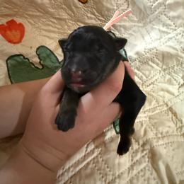 Pink - Black and red female German Shepherd puppy in Hillsboro, Indiana from Salty Raccoon Ranch German Shepherds