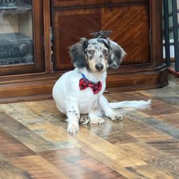 Buddy - Dachshund