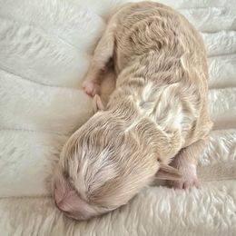 Tinsel - Gold and white female Shihpoo puppy in Rural Retreat, Virginia from Kopydlowski's Shihpoo and Shichon pups