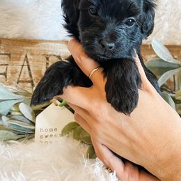 Cavapoo and Havapoo Puppies from Perfectly Playful Doodles