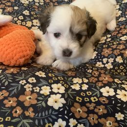 Coton de Tulear Puppies from Catawba Cotons