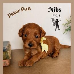 Bibs - Red  male Goldendoodle puppy in Hilton, New York from The House of Goldendoodle