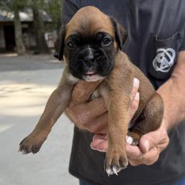 Maverick - Fawn male Boxer puppy in Taft, Tennessee from Hillbillie Boxers