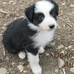 Grits - Black tri-color male Australian Shepherd puppy in Burbank, South Dakota from Dakota Rose Aussies