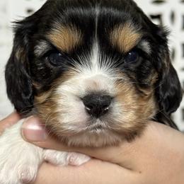 Tri-Color Boy - Tri-color male Cavalier King Charles Spaniel puppy in Choctaw, Oklahoma from Dandelions and Kings
