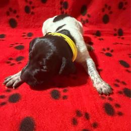 Yellow - Black roan female German Shorthaired Pointer puppy in Jackson, Georgia from Rosengrace Gsps (formerly Tiner GSP’s)