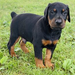 Knight - Black and rust male Doberman Pinscher puppy in Winchester, Ohio from 32 Farms