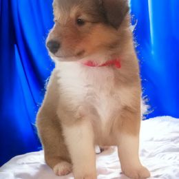 Collie Puppies from Sweetwater Rough Collies