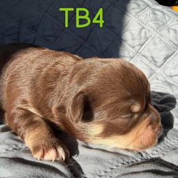 Woodrow - Chocolate male Chihuahua puppy in Harlan, Iowa from Home Grown Chihuahuas From Iowa