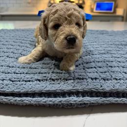 Blue Boy- Minigoldendoodle - Cream male Goldendoodle puppy in Piedmont, South Carolina from The Farm at Saluda Ridge
