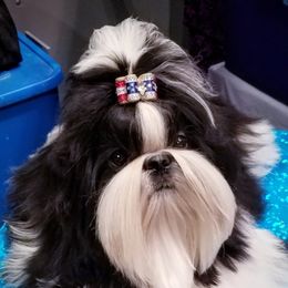 Shih Tzu All Grown Up from Carla Johnson